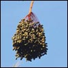 Tu B'Shevat: A Weekday Rosh Hashanah