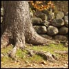 Life's Roots